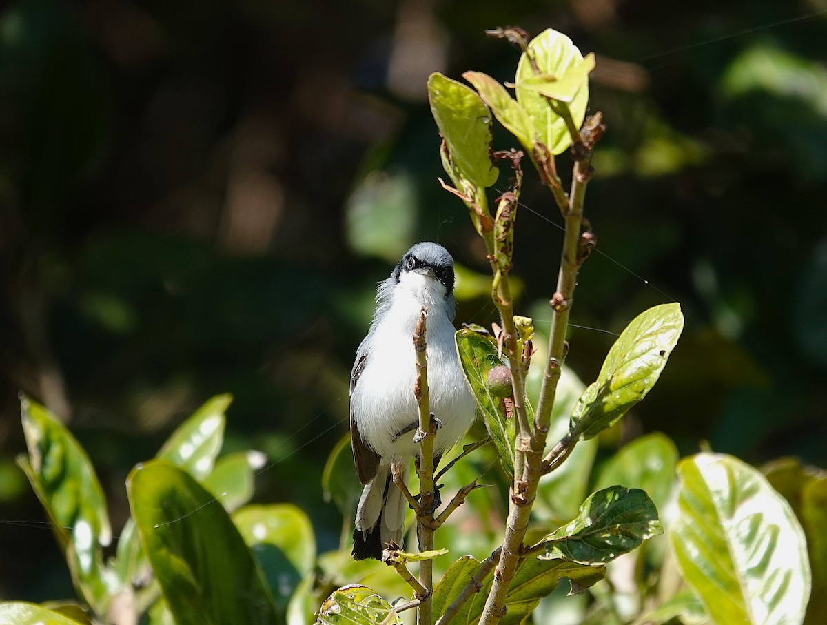 Masked Gnatcatcher - ML638725661