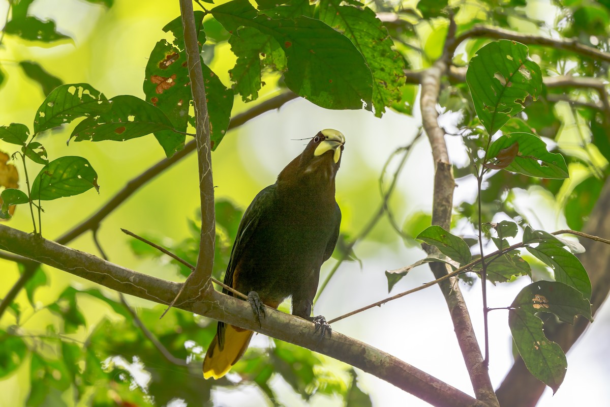 Chestnut-headed Oropendola - ML638725744