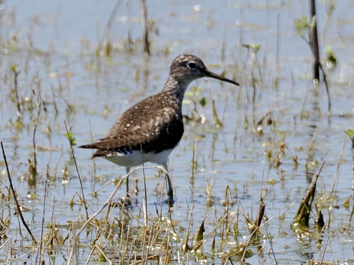 Solitary Sandpiper - ML638725787