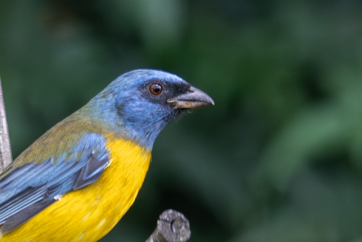 Blue-and-yellow Tanager (Green-mantled) - ML638725798