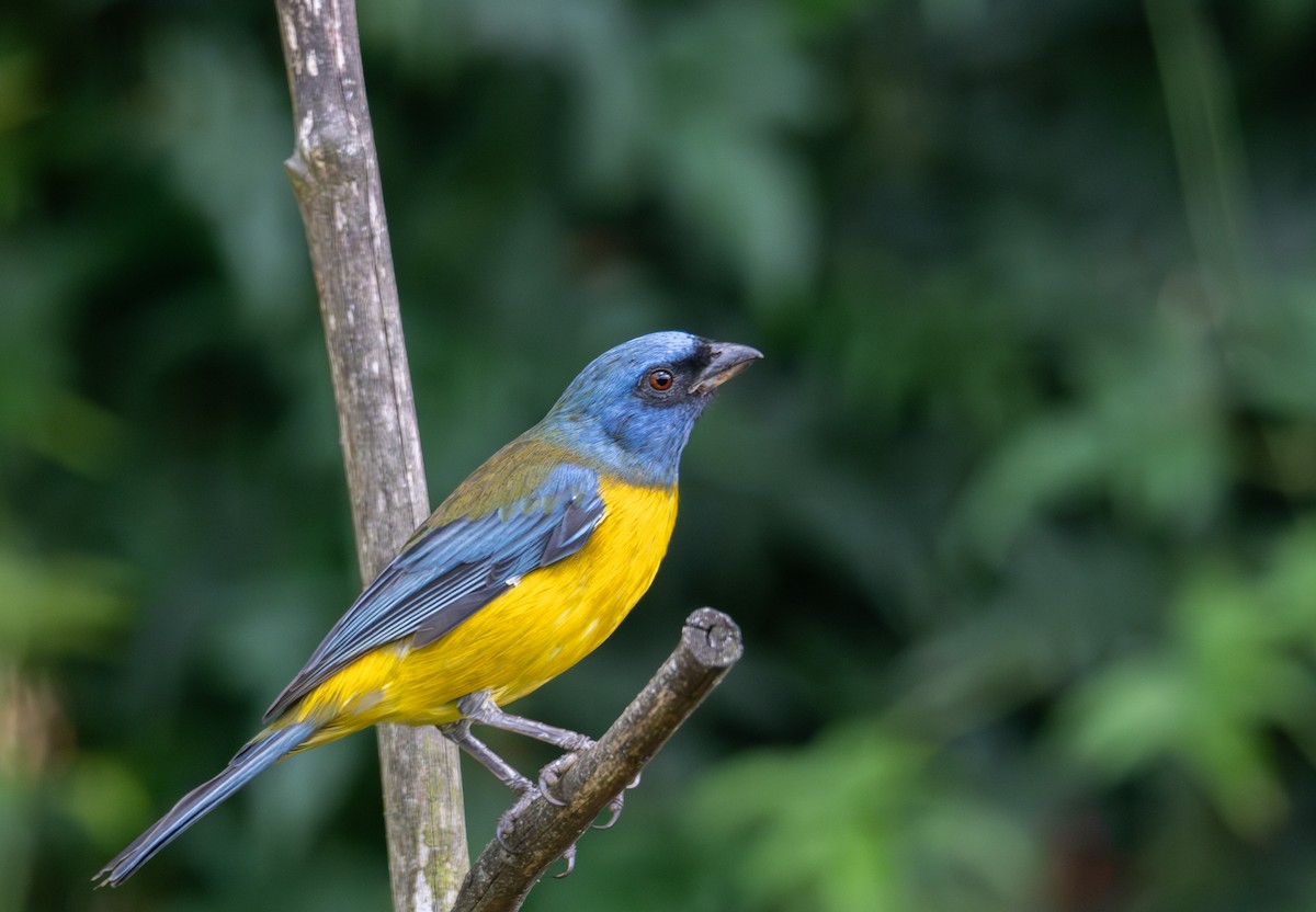 Blue-and-yellow Tanager (Green-mantled) - ML638725812