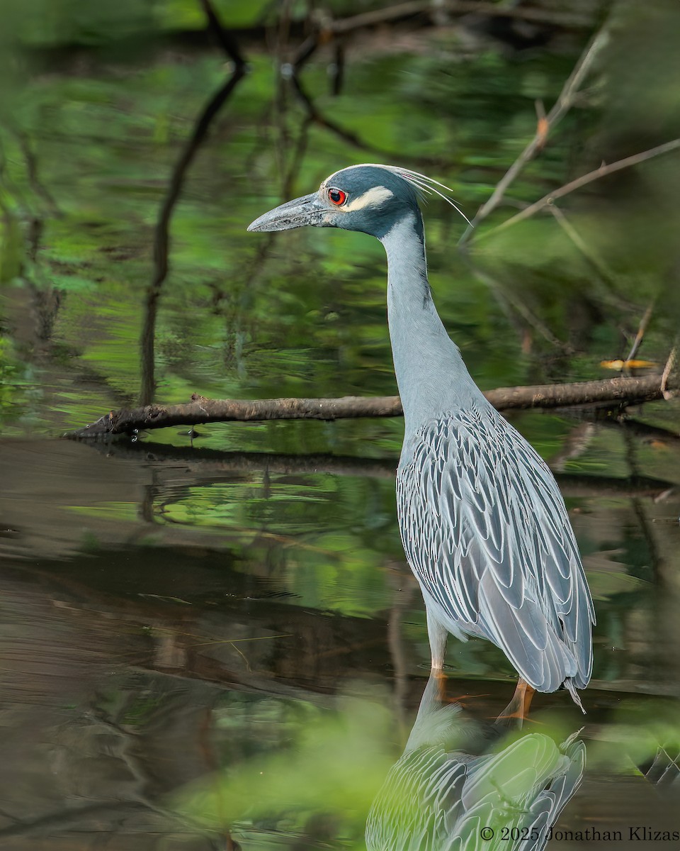 Yellow-crowned Night Heron - ML638725827