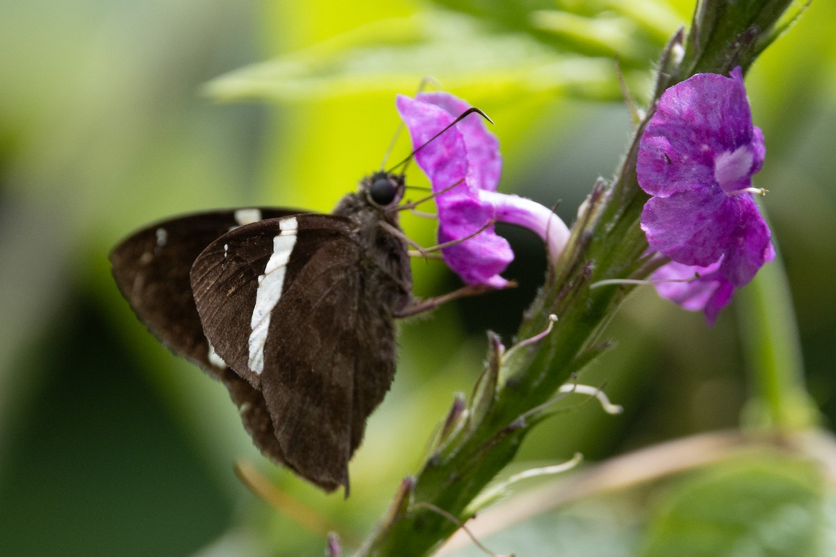 Insects - ML638725836