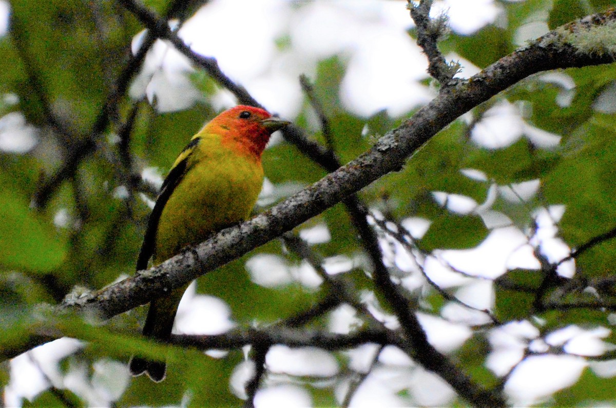 Western Tanager - ML638725861