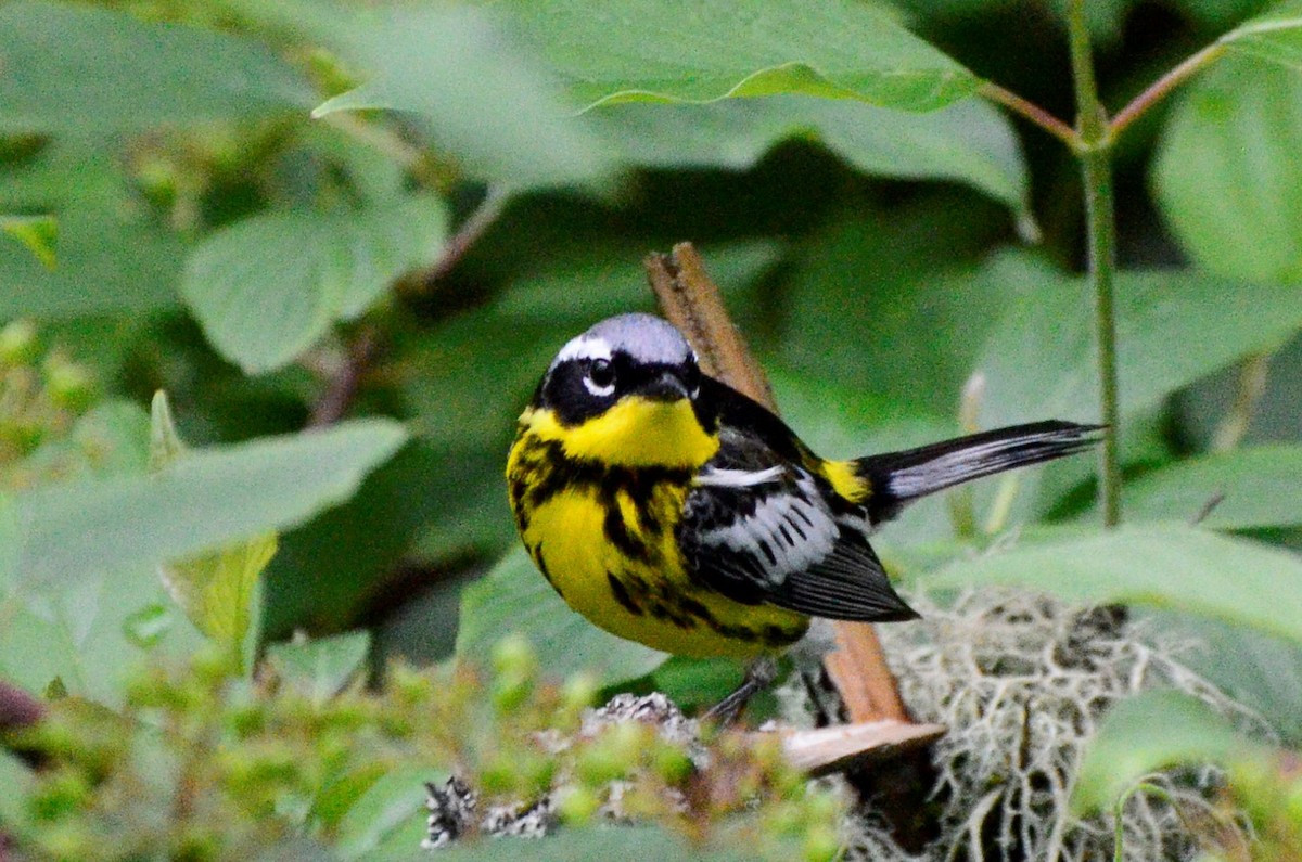 Magnolia Warbler - ML638725863