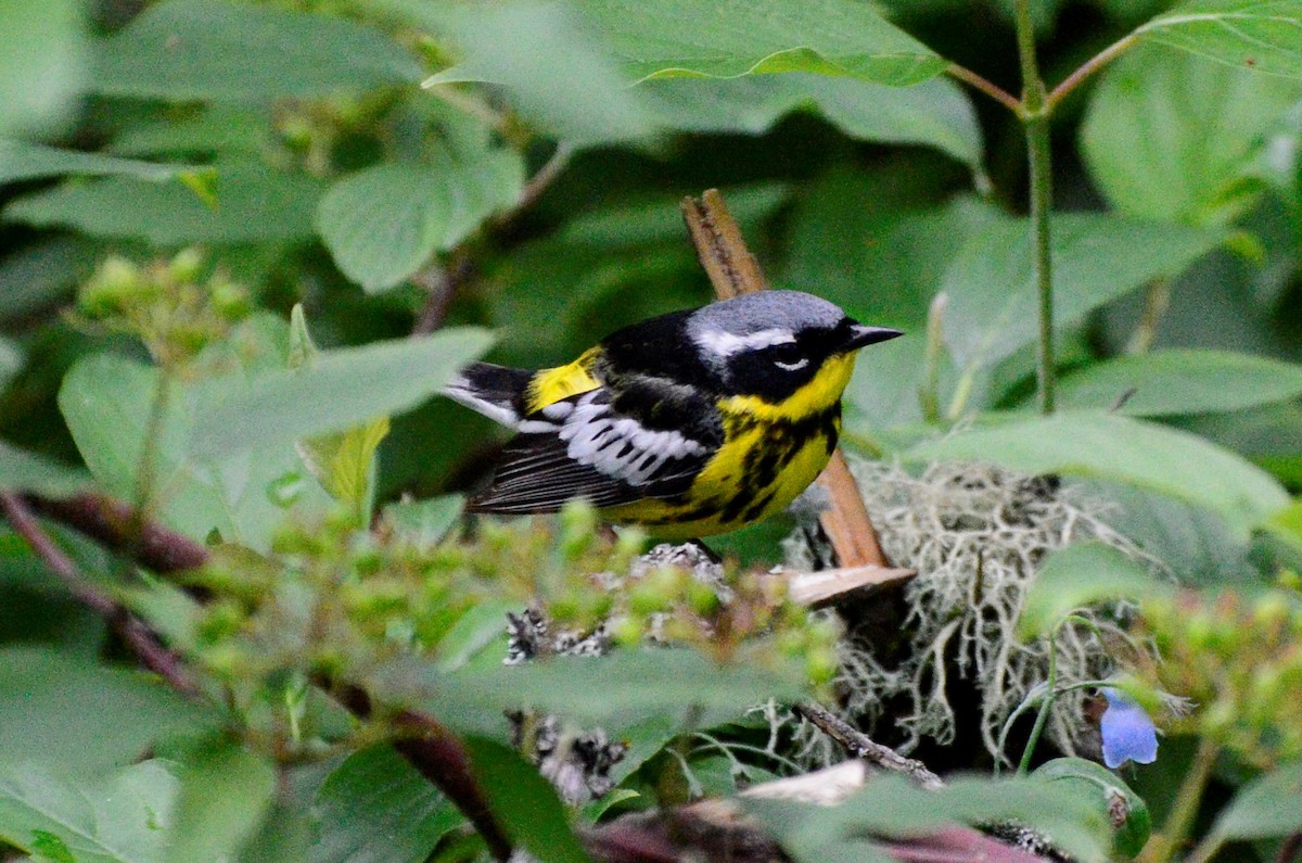 Magnolia Warbler - ML638725876