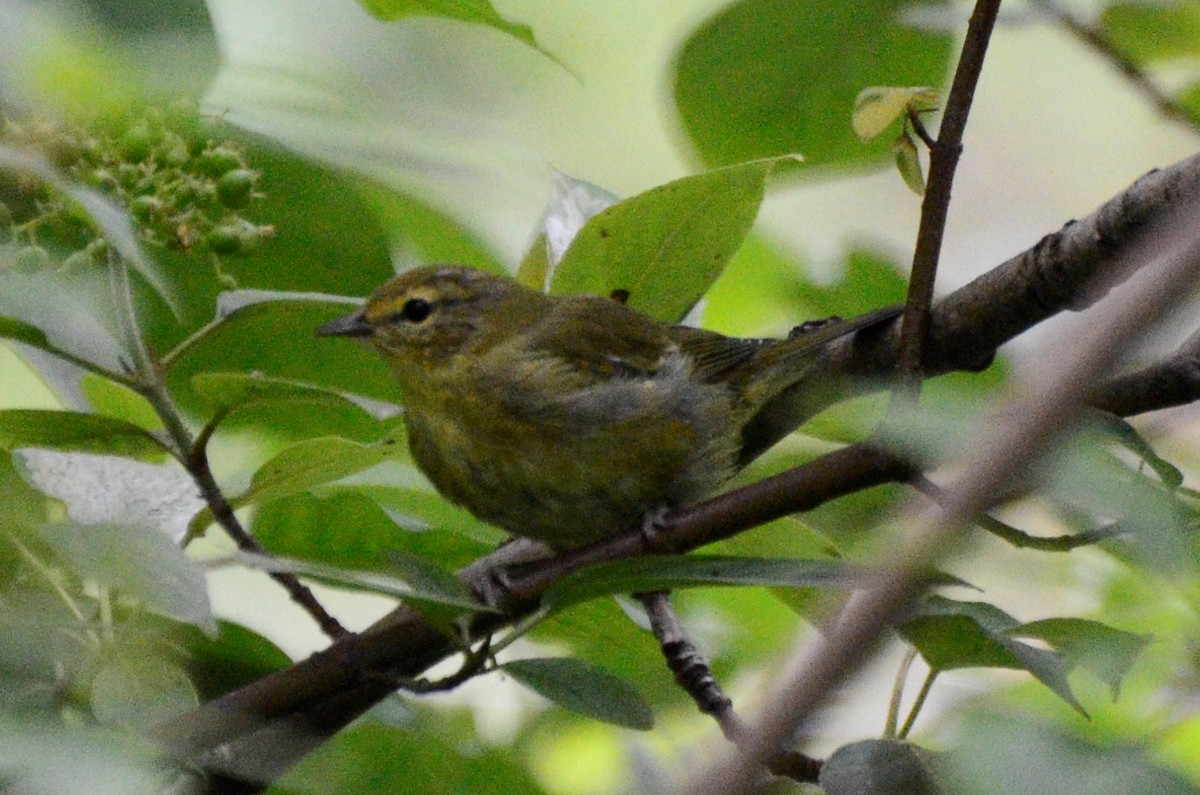 Tennessee Warbler - ML638725881
