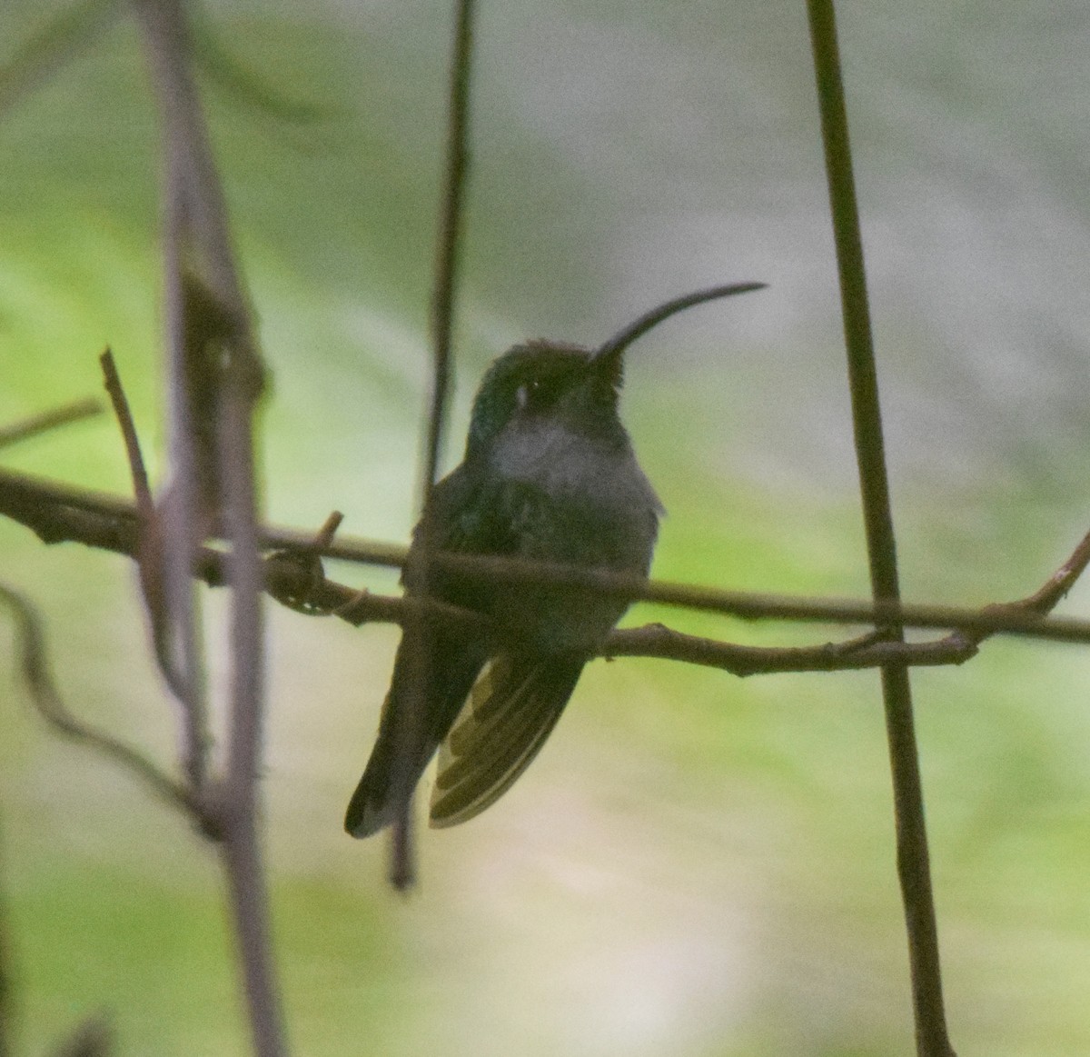 Violet Sabrewing - ML638725903