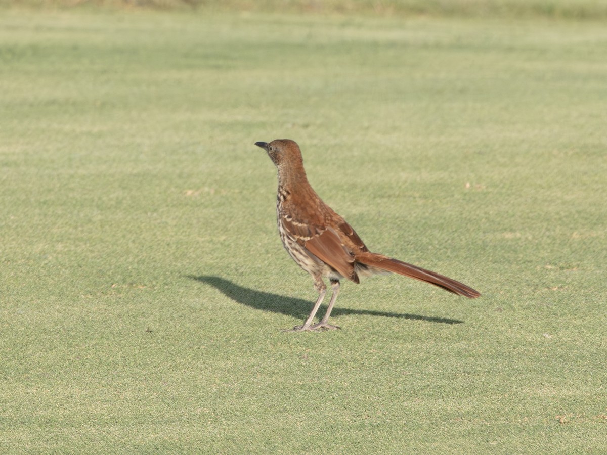 Brown Thrasher - ML638725913