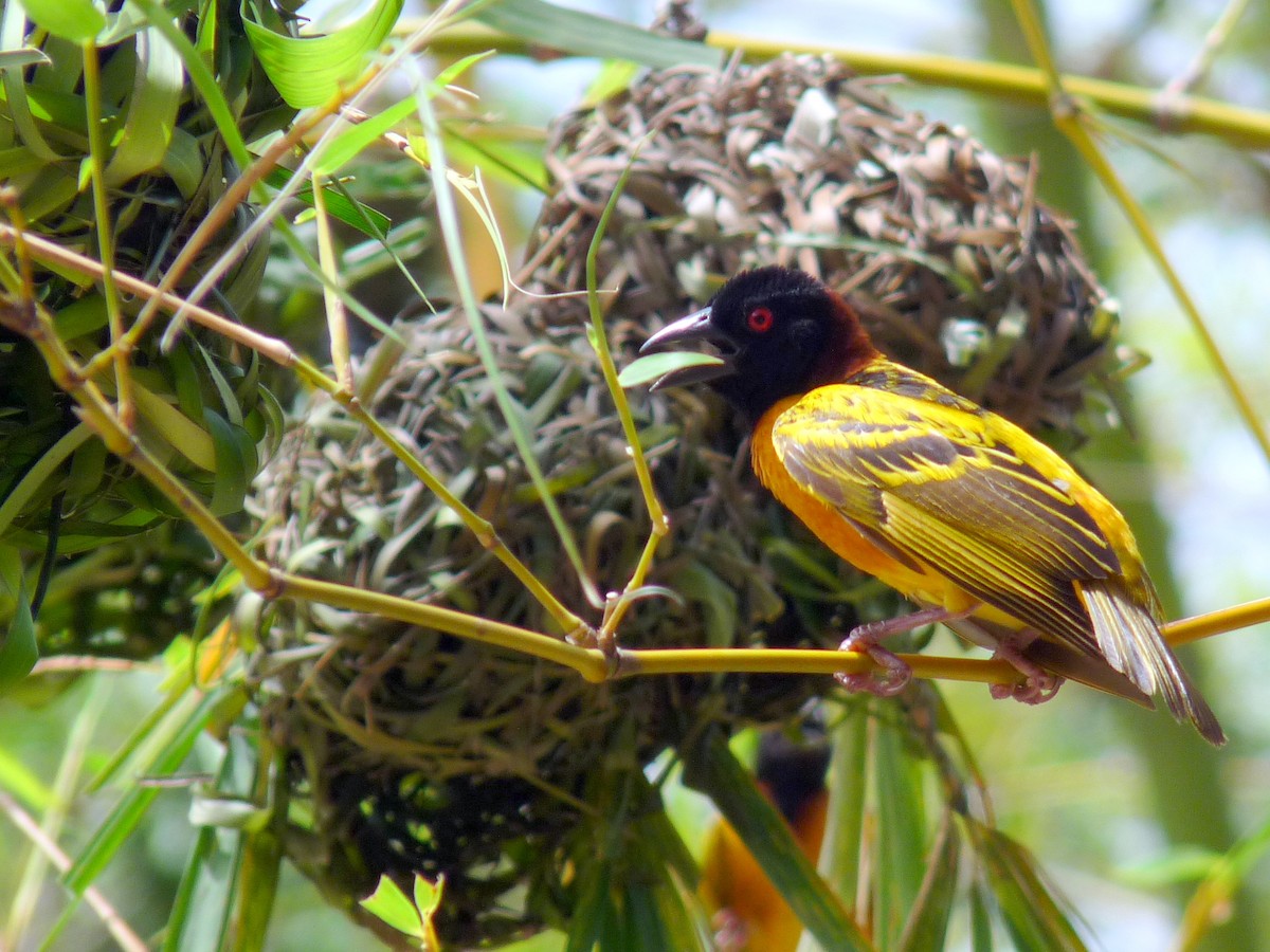 Village Weaver - ML638725916