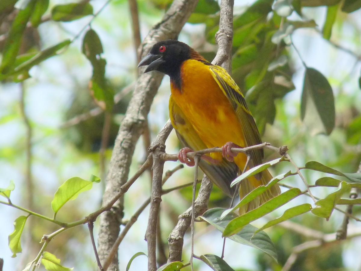 Village Weaver - ML638725918