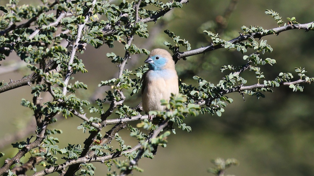 Southern Cordonbleu - ML638725920