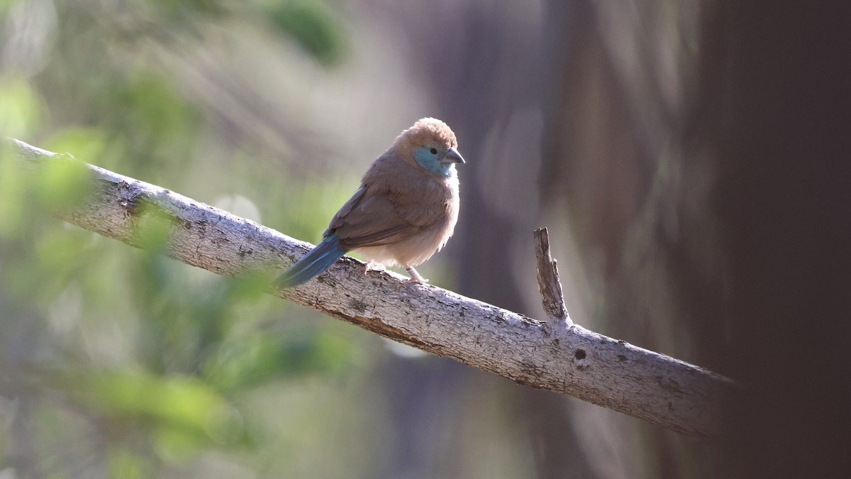 Southern Cordonbleu - ML638725922