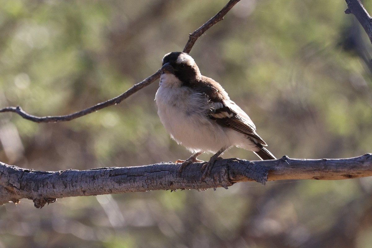 White-browed Sparrow-Weaver - ML638725935