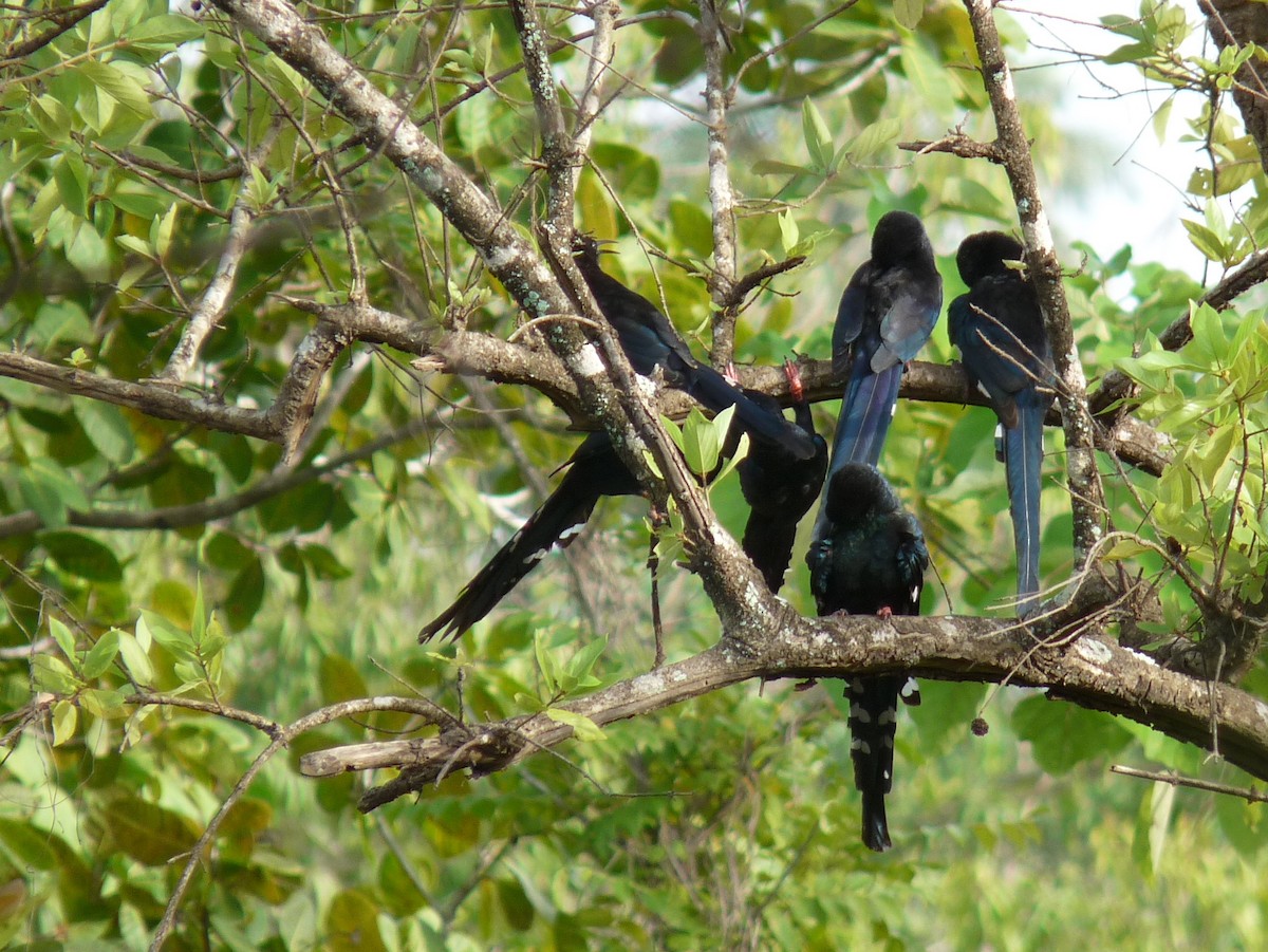 Green Woodhoopoe - ML638725936