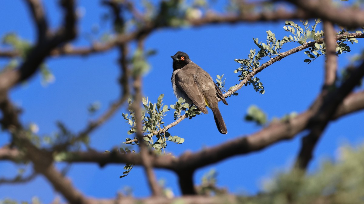 Black-fronted Bulbul - ML638725937