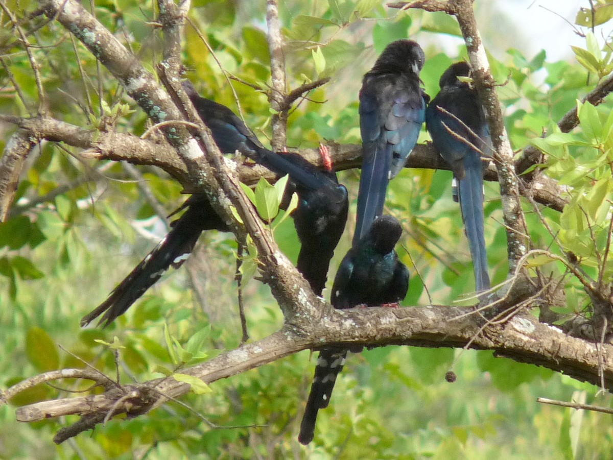 Green Woodhoopoe - ML638725938