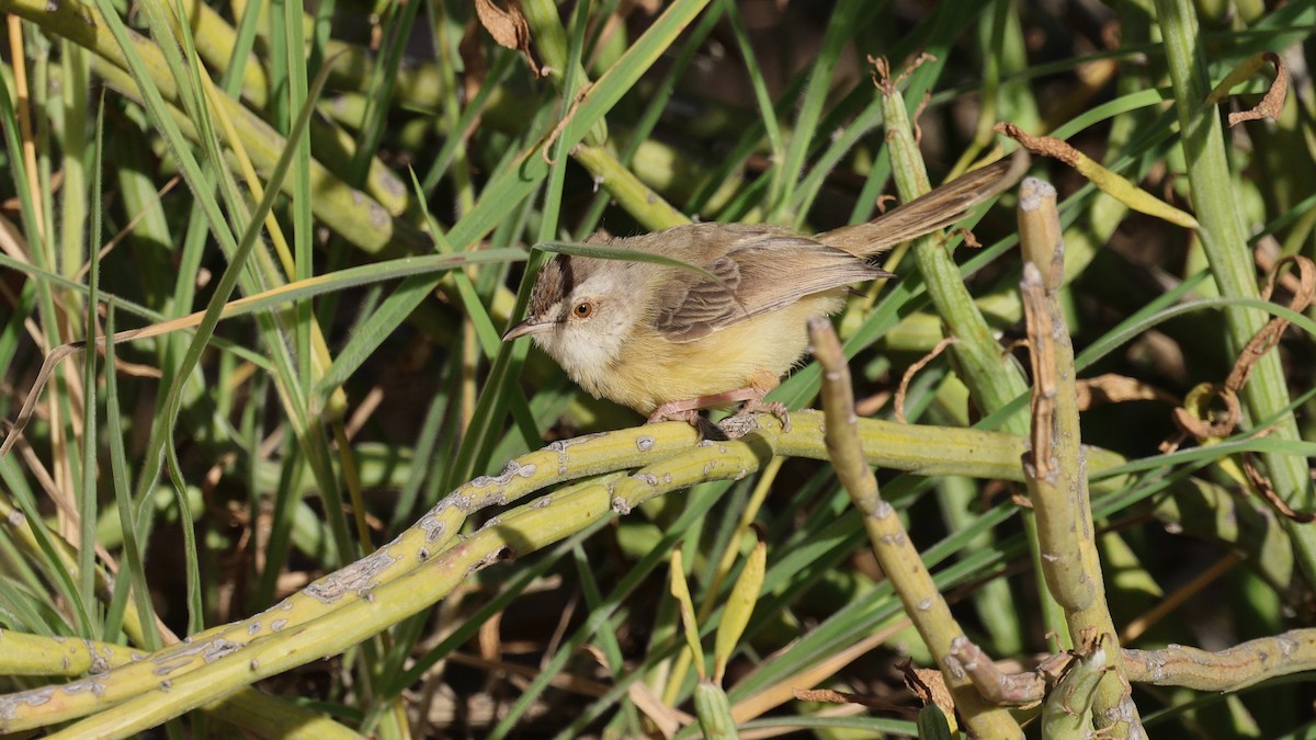 Black-chested Prinia - ML638725945