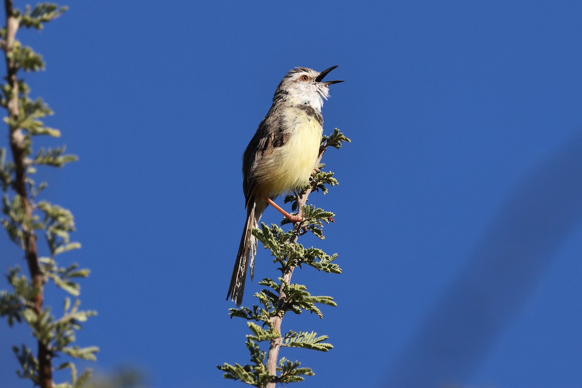 Black-chested Prinia - ML638725946