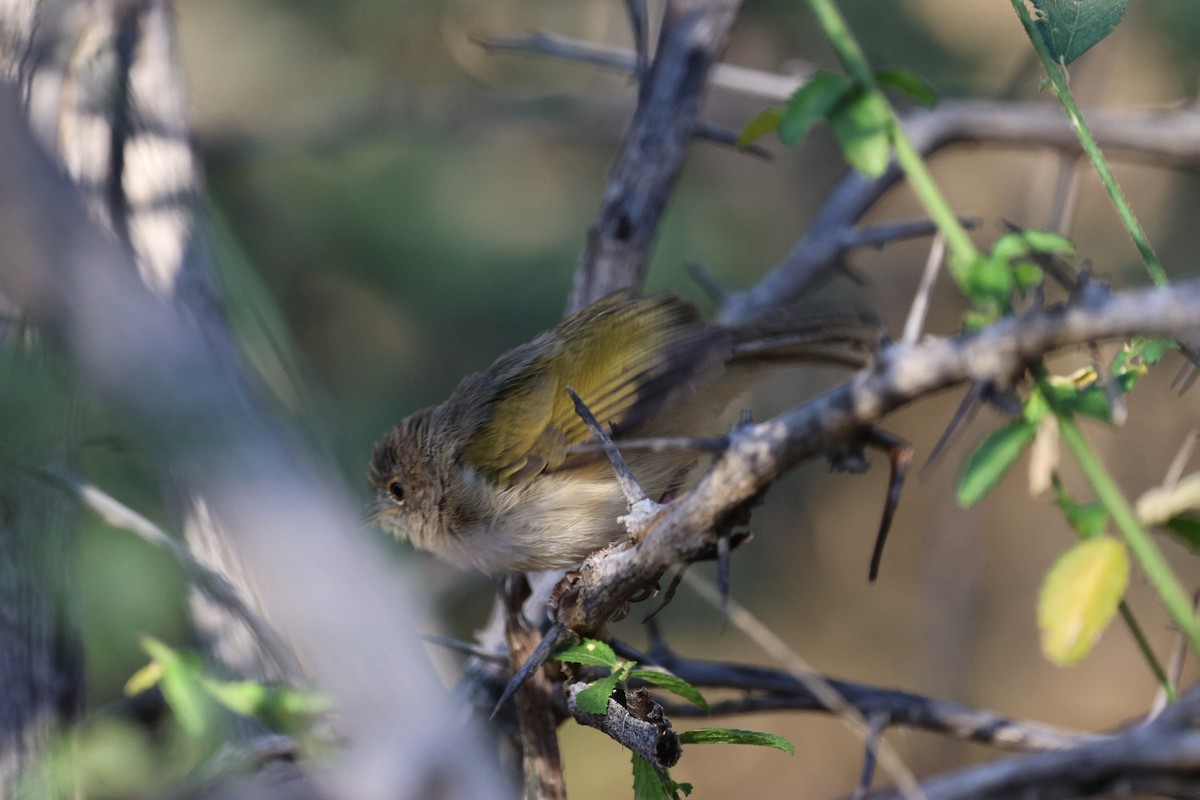 Green-backed Camaroptera - ML638725952