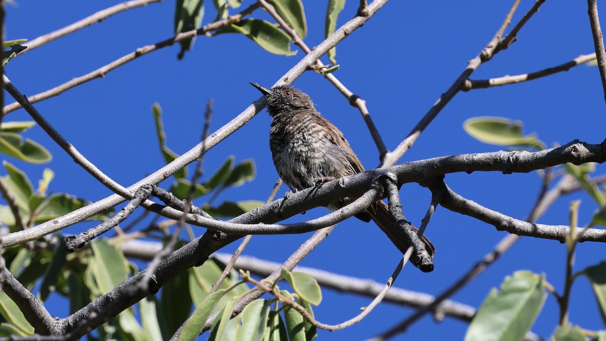 Barred Wren-Warbler - ML638725956