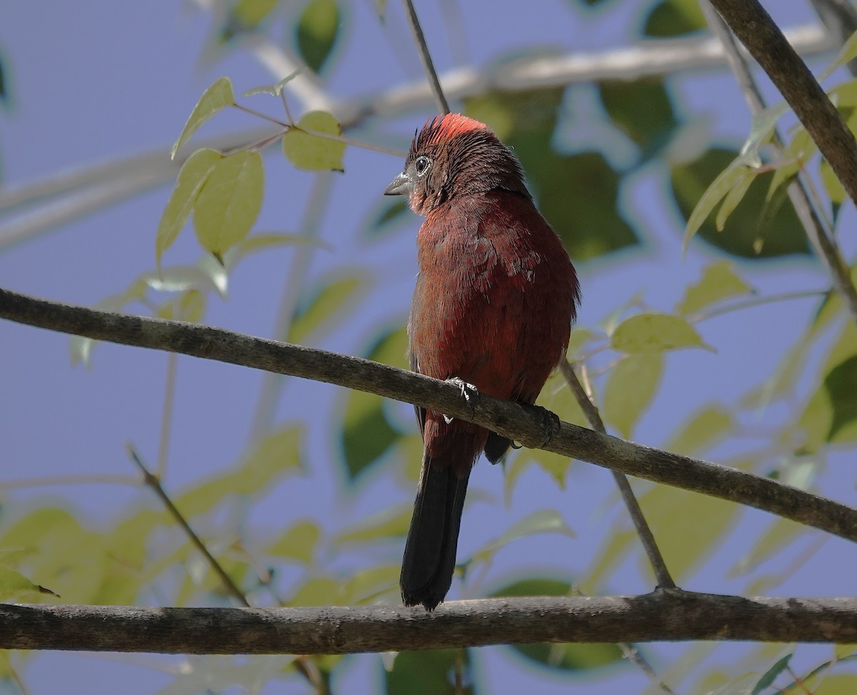 Red-crested Finch - ML638725967