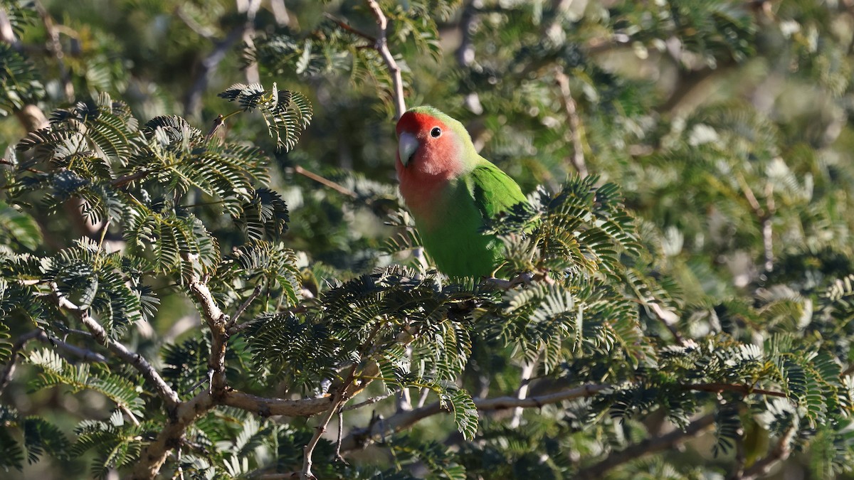 הבני ורוד-פנים - ML638725974