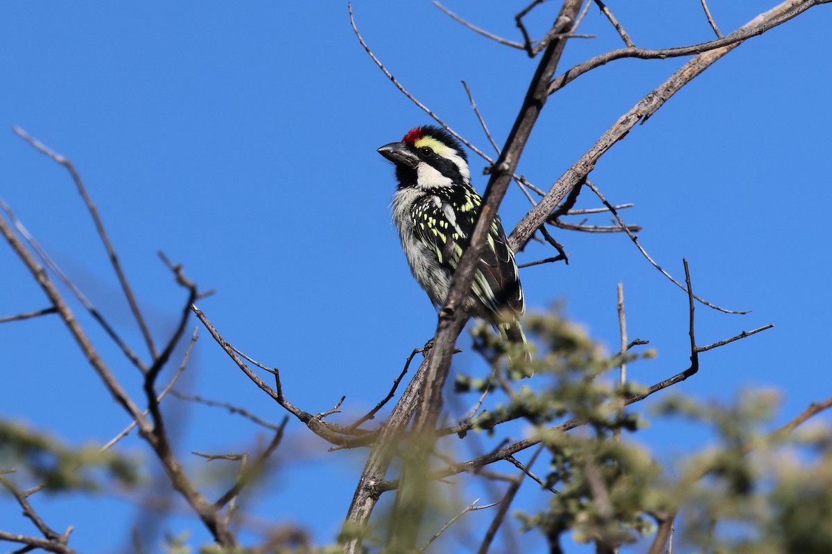 Pied Barbet - ML638725977