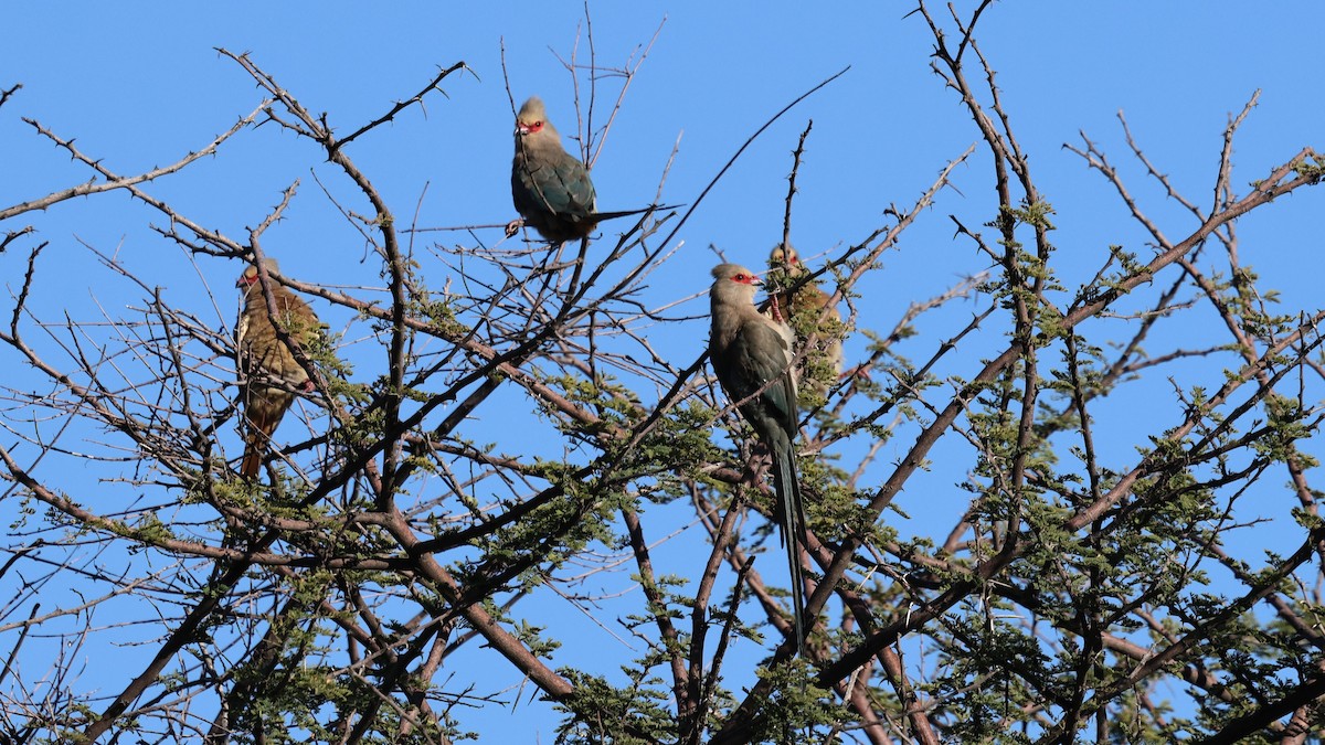 Red-faced Mousebird - ML638725978