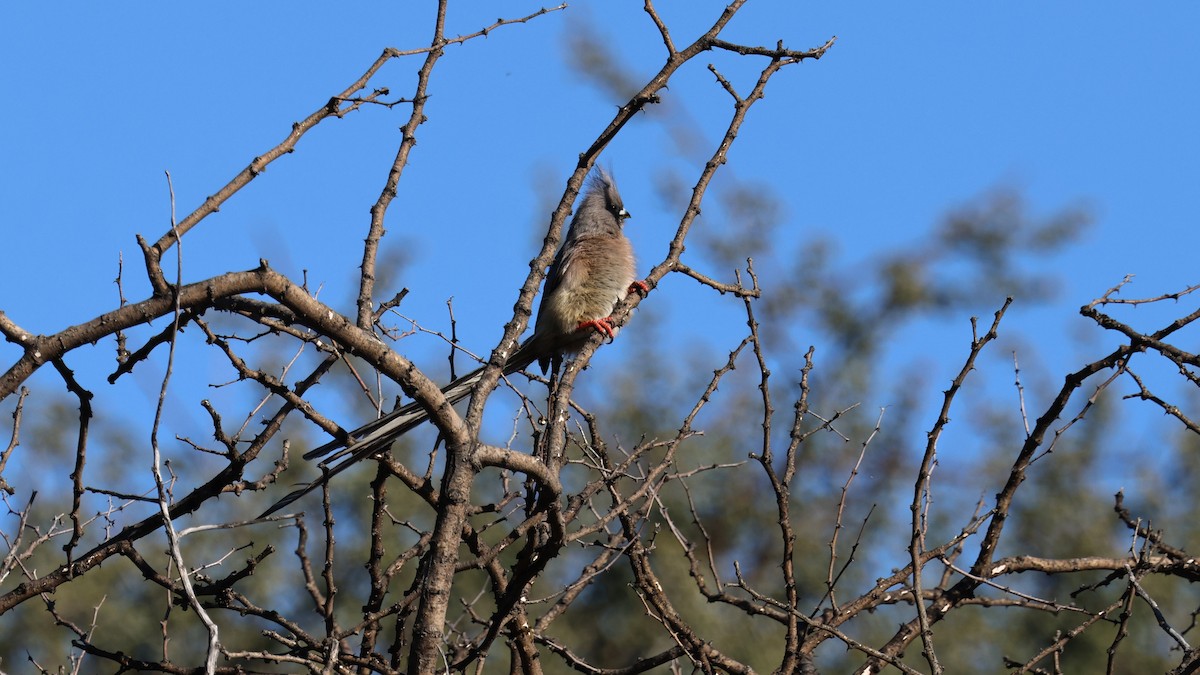 White-backed Mousebird - ML638725990