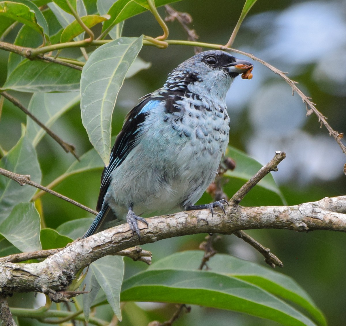 Azure-rumped Tanager - ML638725992