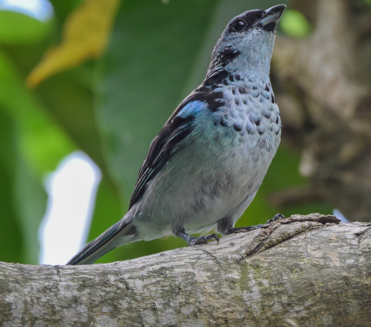 Azure-rumped Tanager - ML638725995