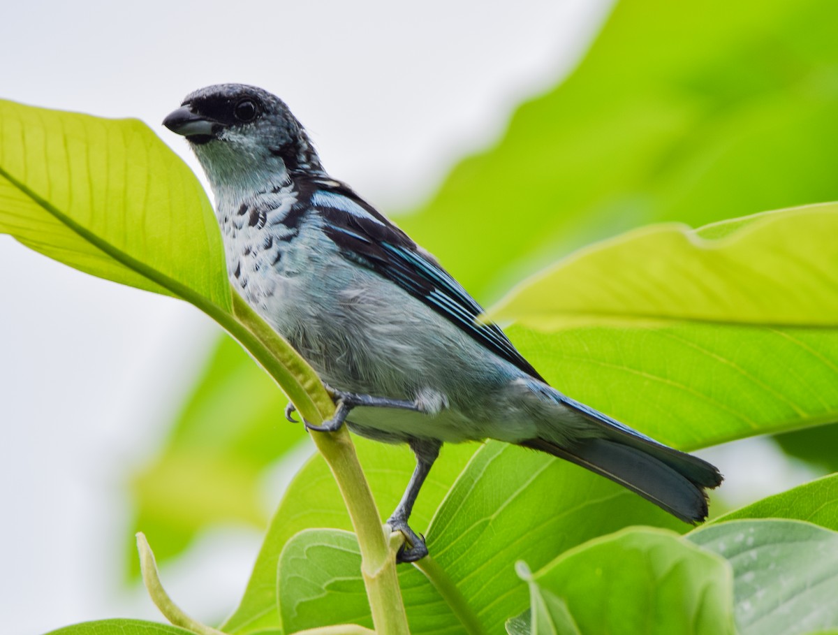 Azure-rumped Tanager - ML638725996