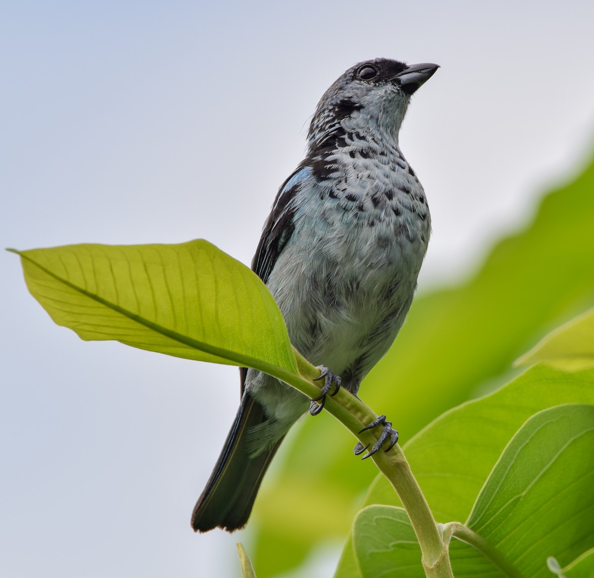 Azure-rumped Tanager - ML638725997