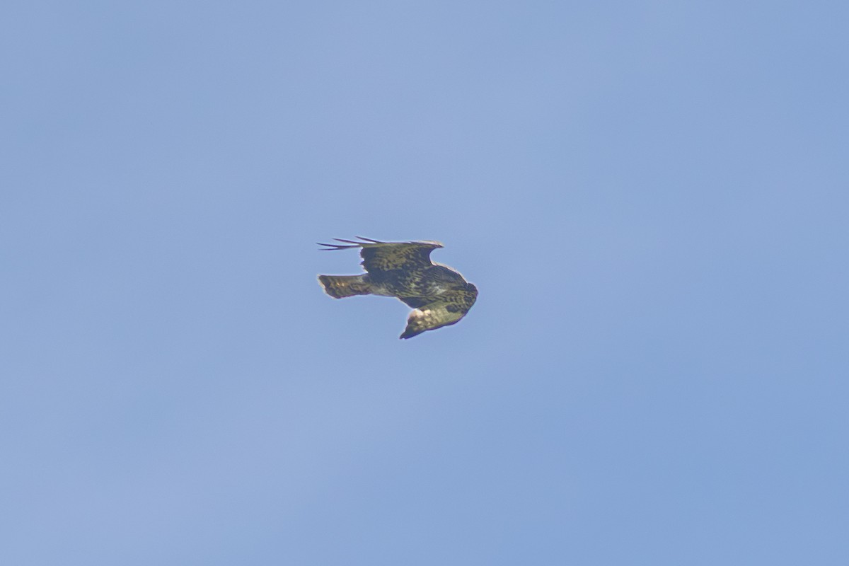 Common Buzzard (Azores) - ML638726000