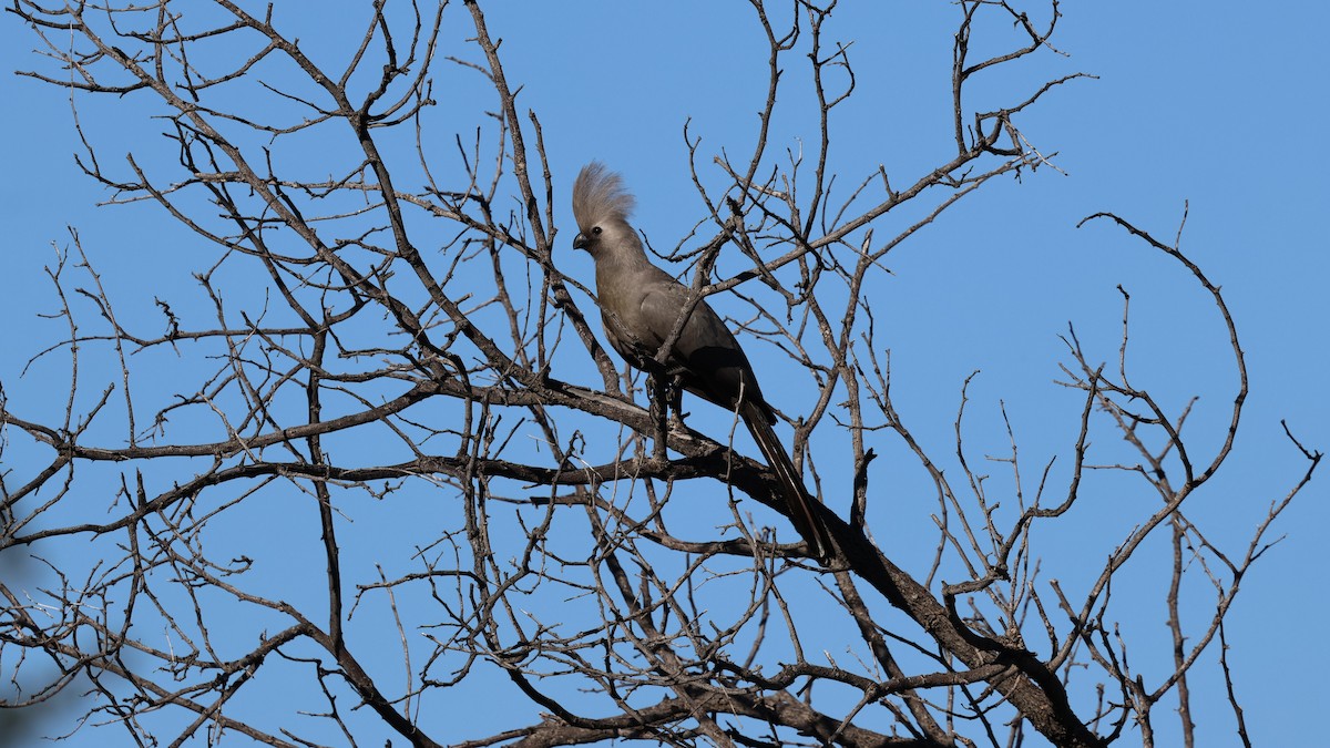 Gray Go-away-bird - ML638726003
