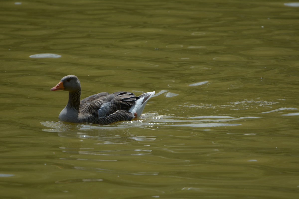 Graylag Goose - ML638726026