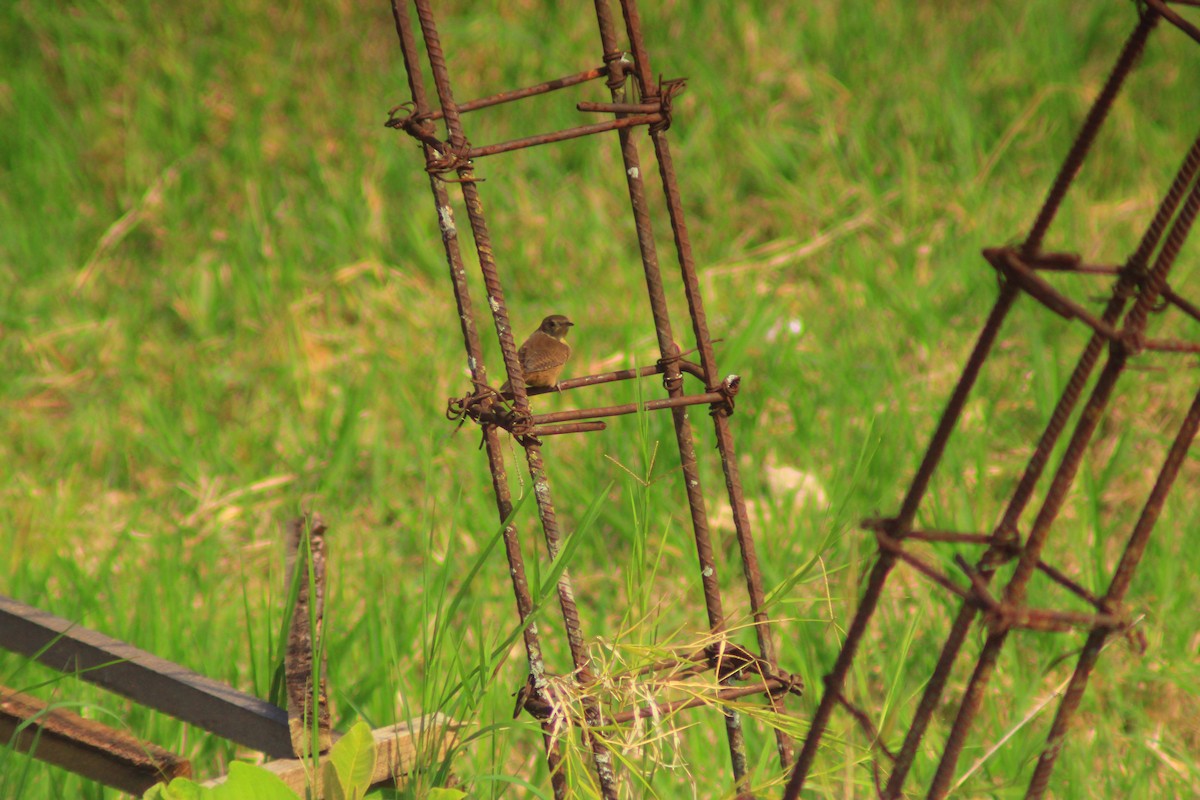 Southern House Wren - ML638726035
