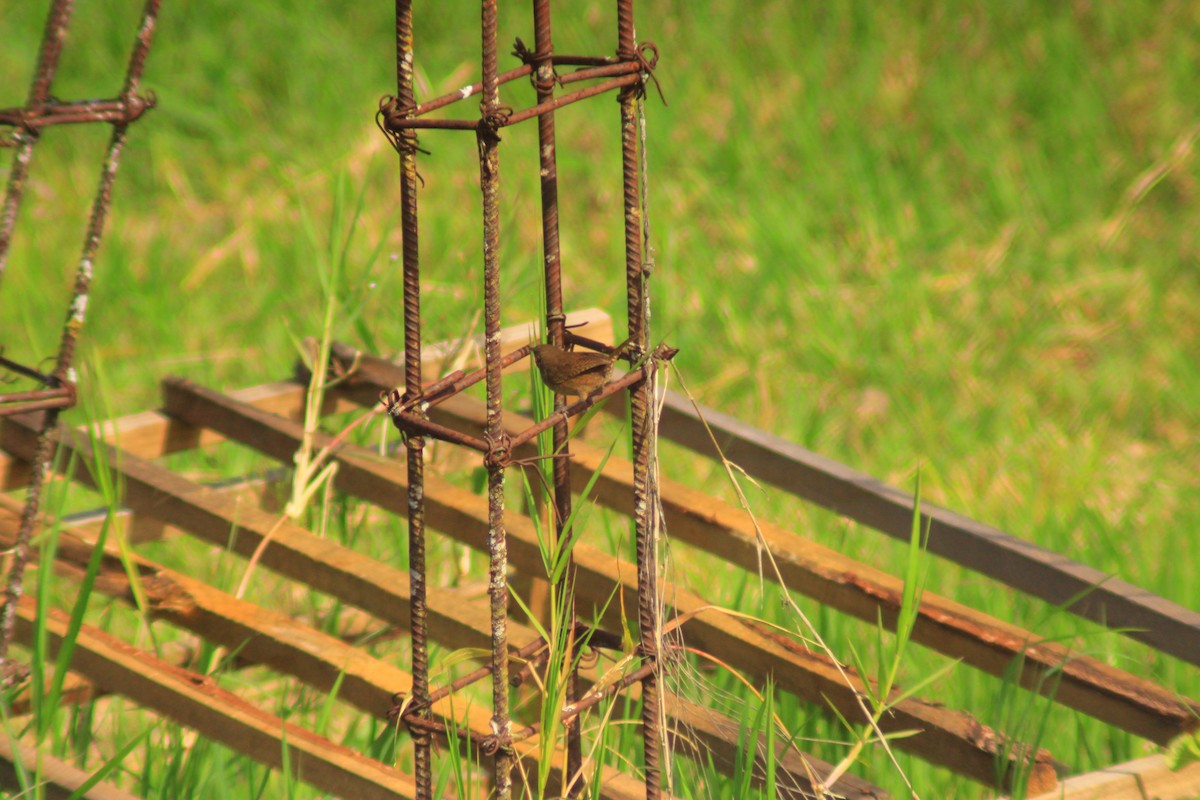 Southern House Wren - ML638726036