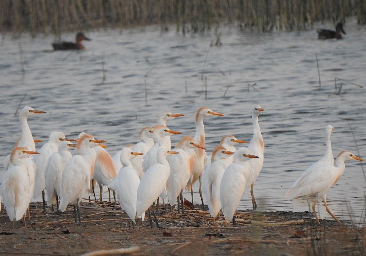 Western Cattle-Egret - ML638726043