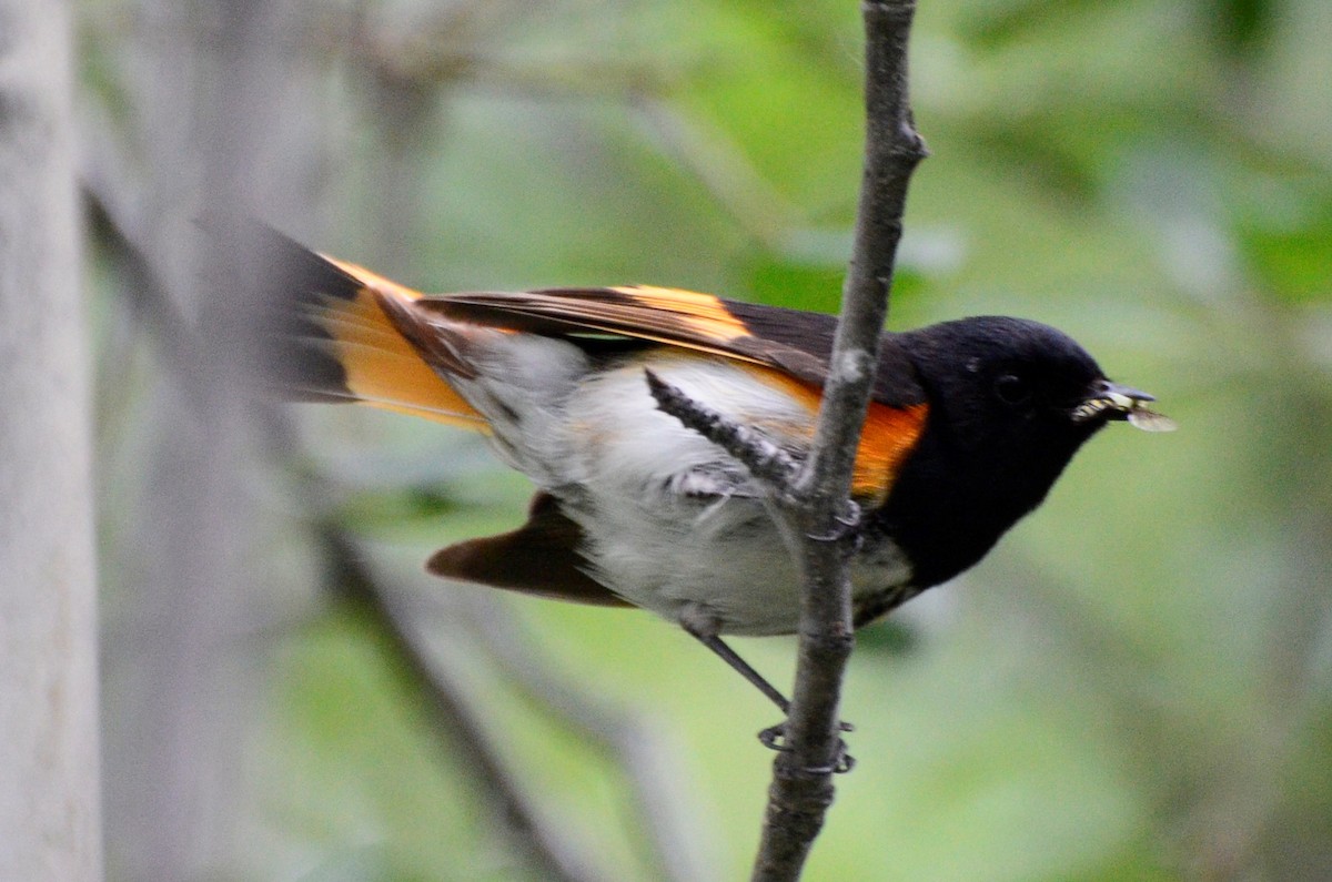 American Redstart - ML638726044