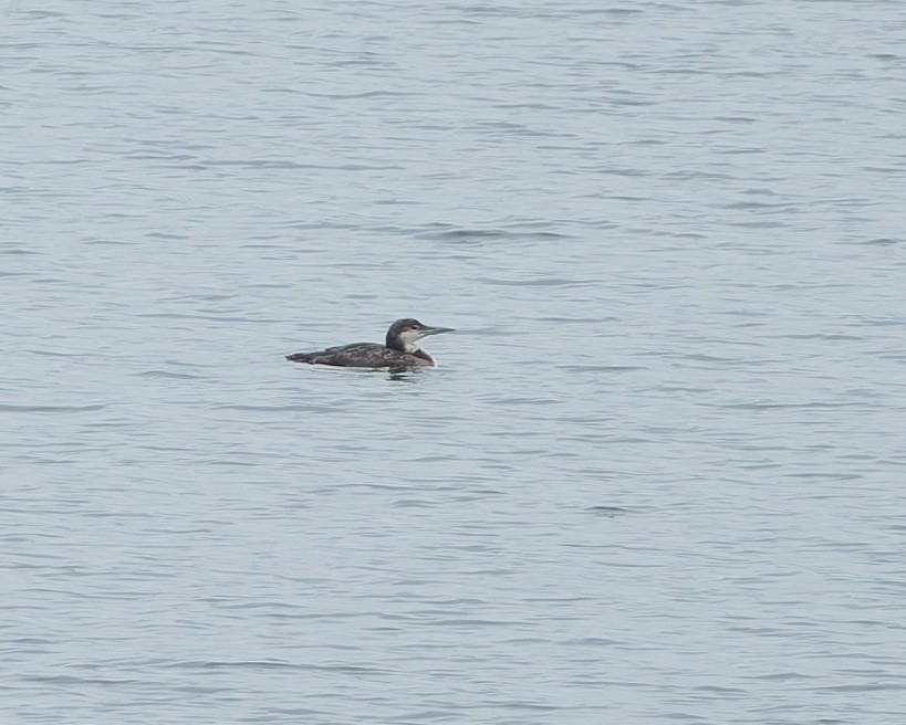 Common Loon - ML638726058