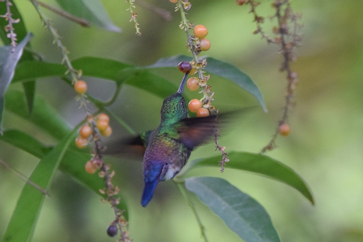Blue-tailed Hummingbird - ML638726059