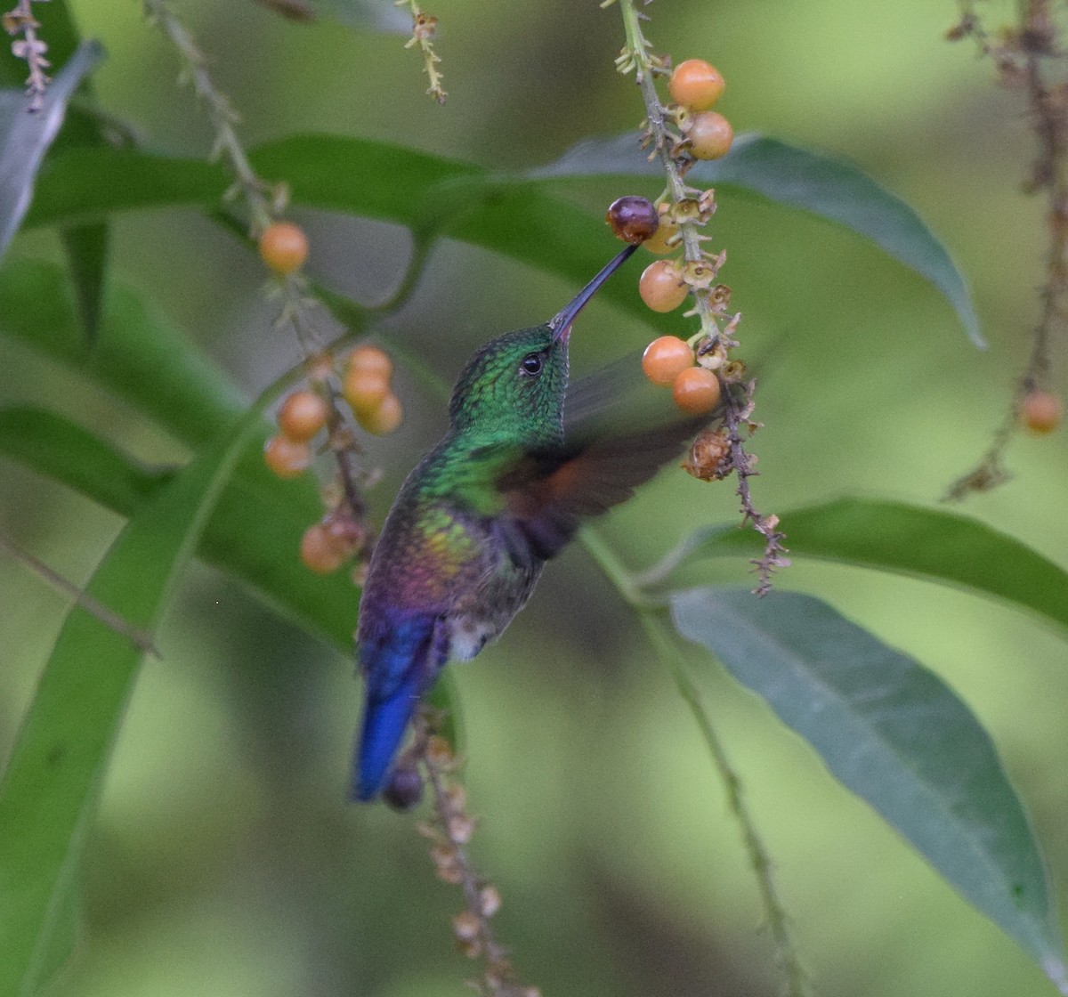 Blue-tailed Hummingbird - ML638726061