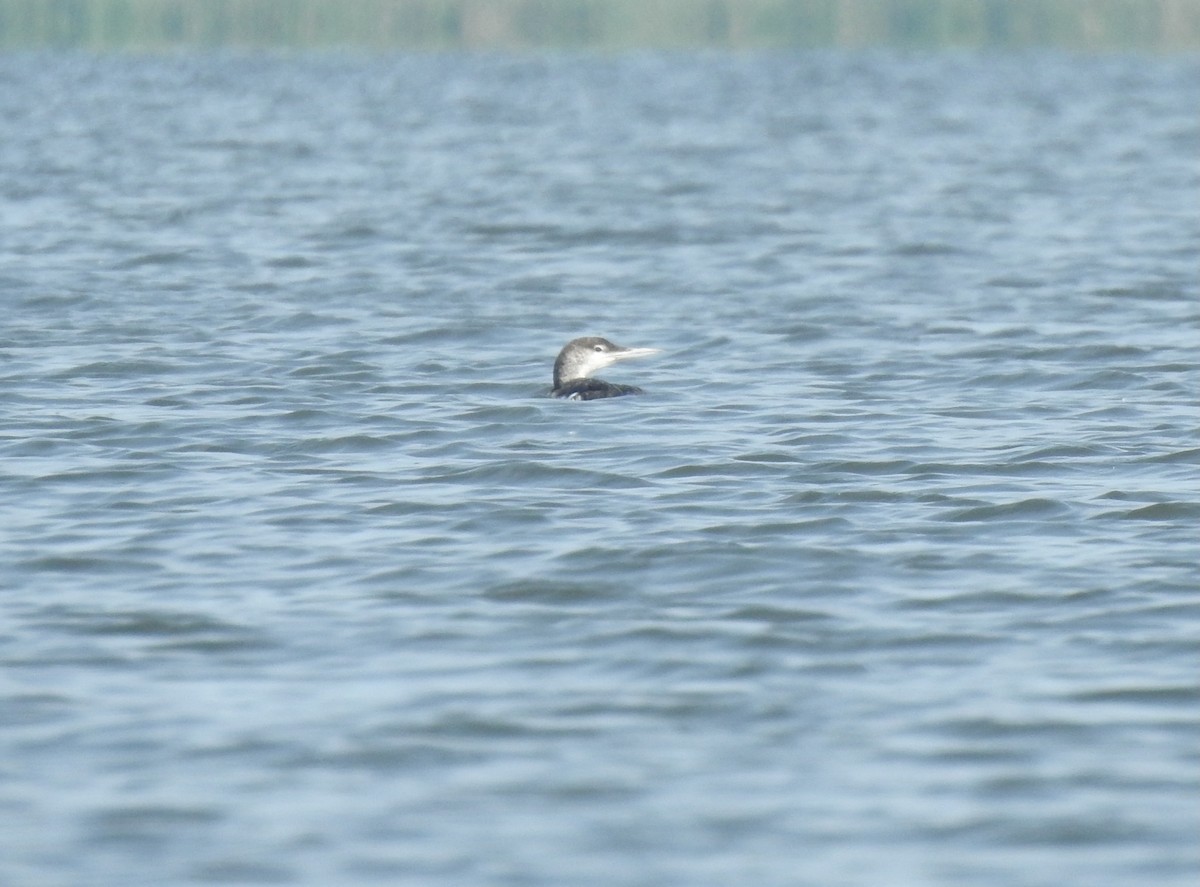 Common Loon - ML638726063