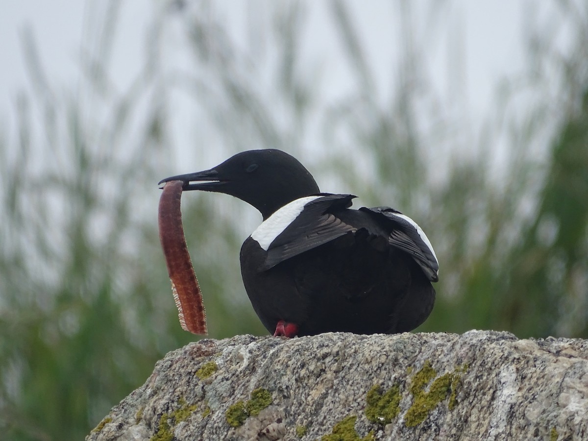 Black Guillemot - ML638726101