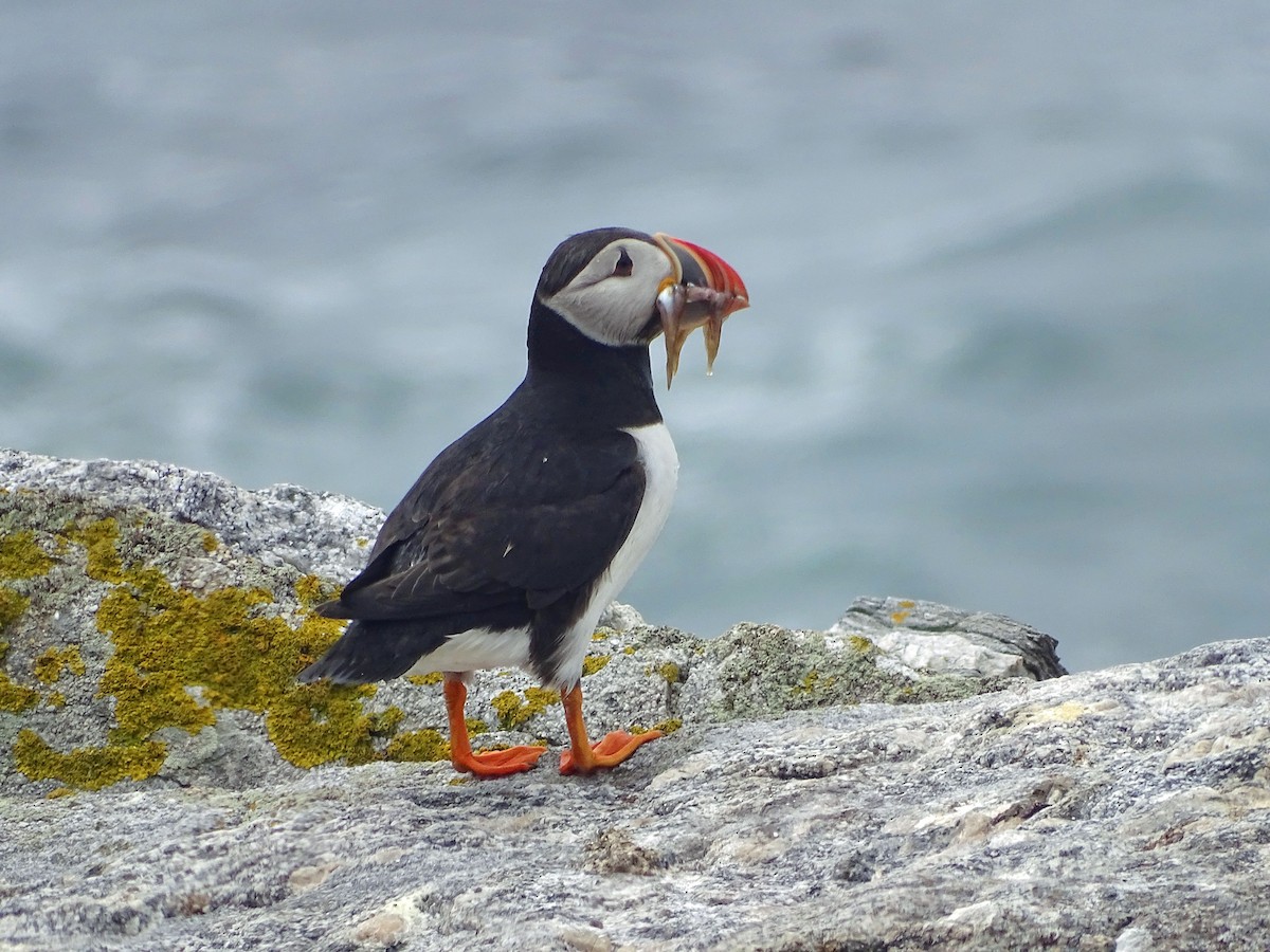 Atlantic Puffin - ML638726112