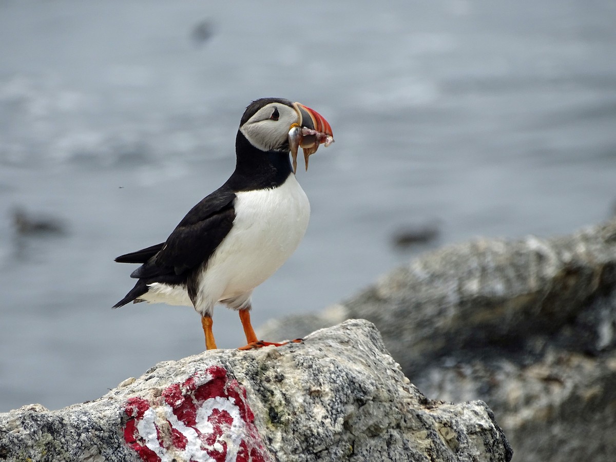Atlantic Puffin - ML638726113