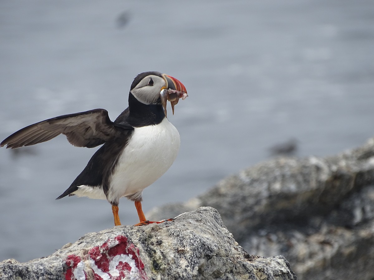 Atlantic Puffin - ML638726116