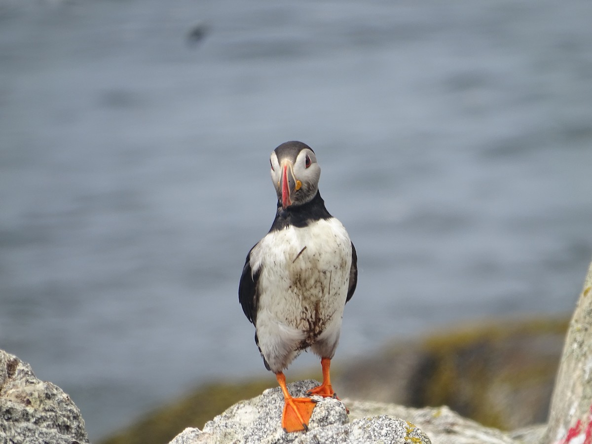 Atlantic Puffin - ML638726119